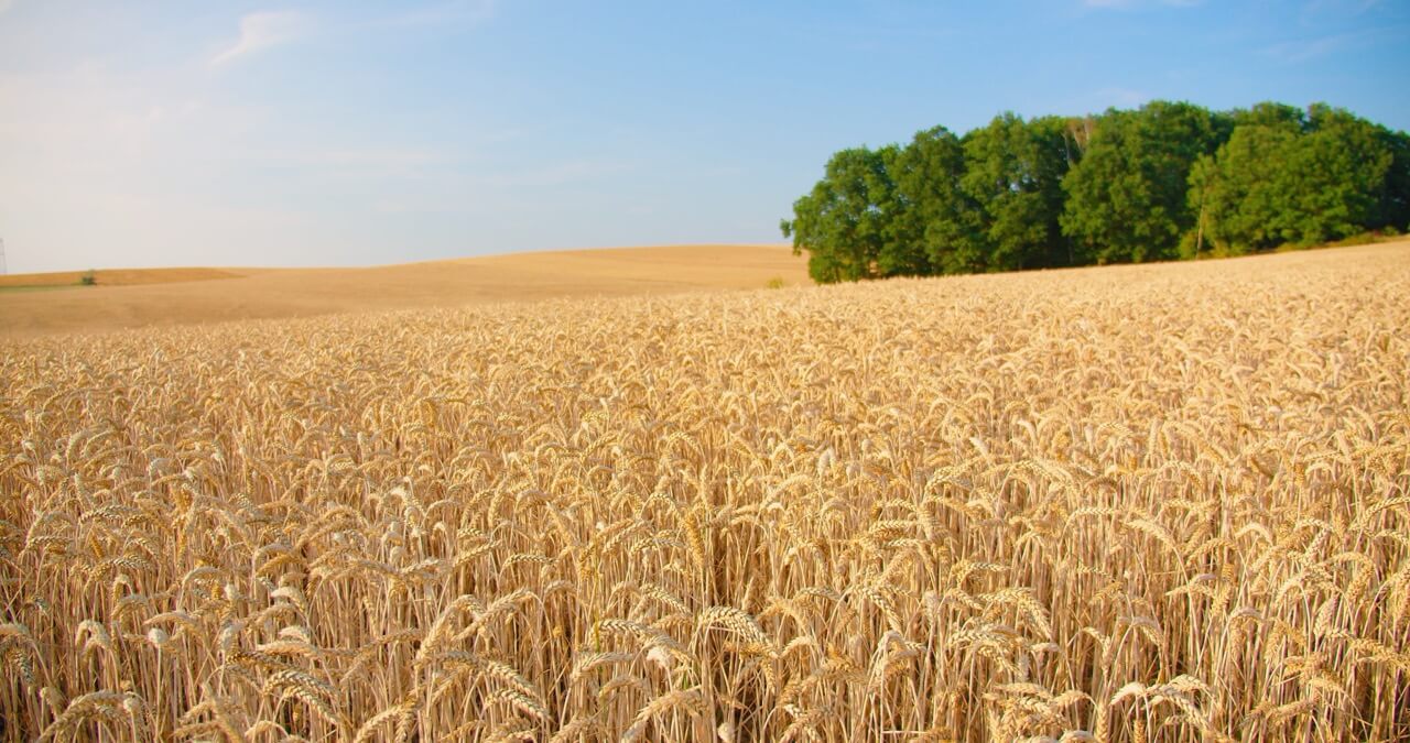 Endless Wheat Field